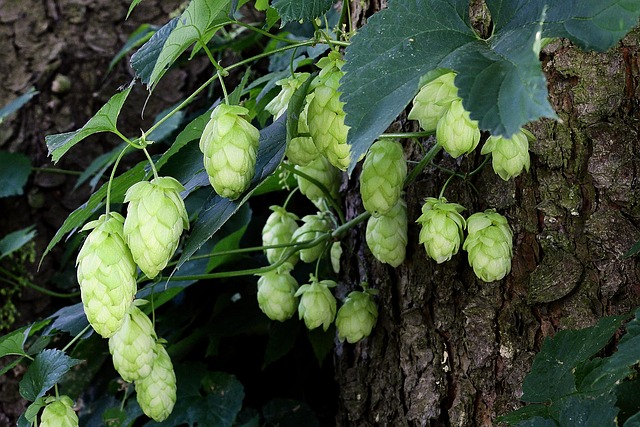 Green hop cones hanging on the vine against rough bark
